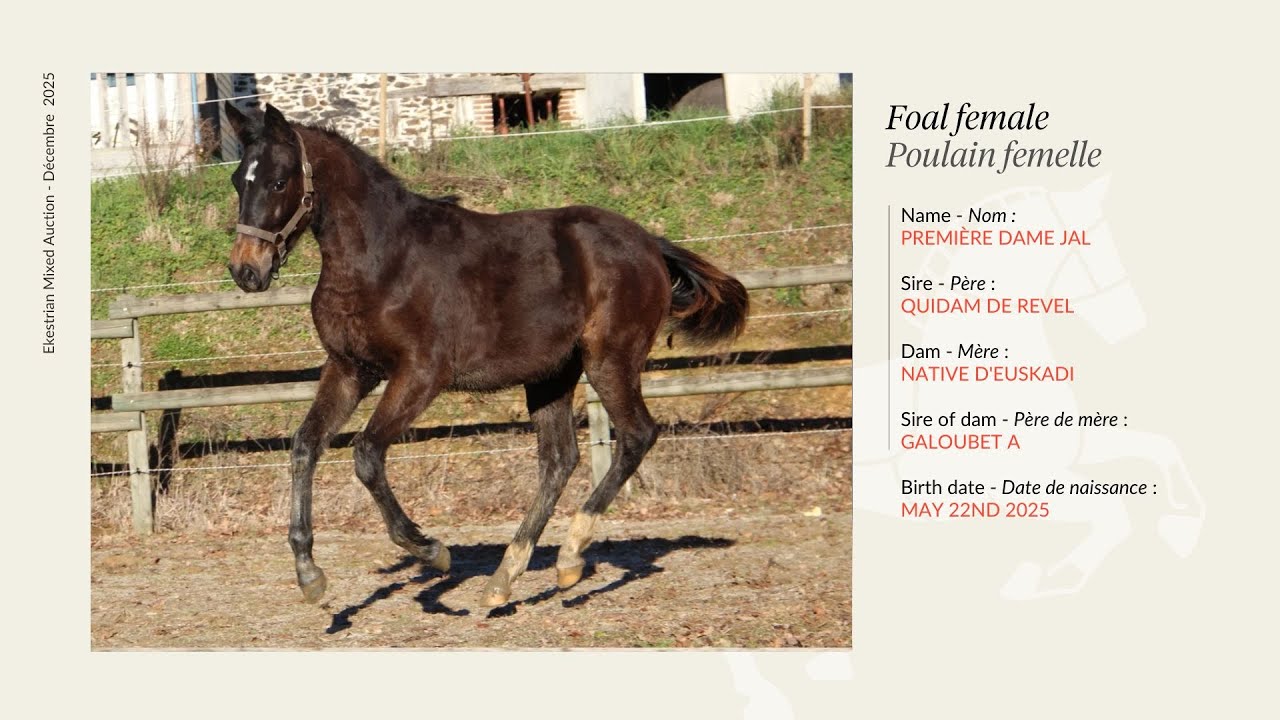 Lot 9 - Première Dame JAL - Quidam de Revel X Galoubet A