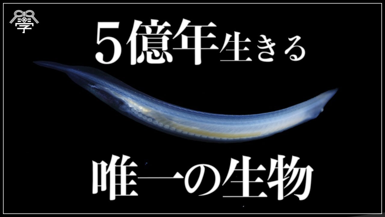 カンブリア紀から生き延びた３つの生存戦略│小名木善行