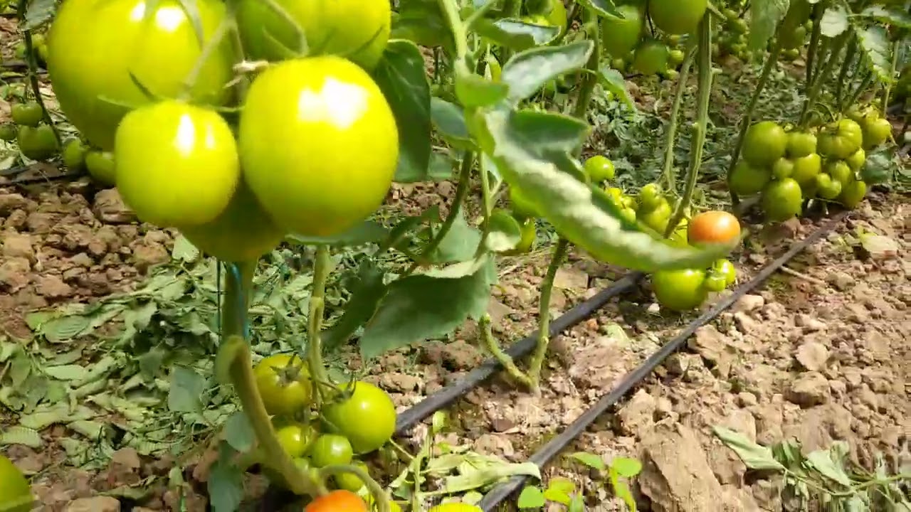 nutrición esencial en tomate 🍅