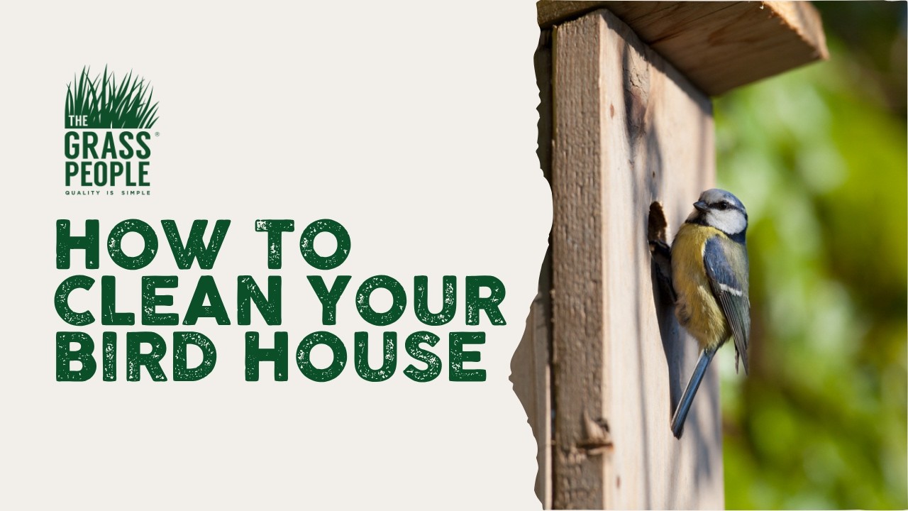 How to clean your bird house