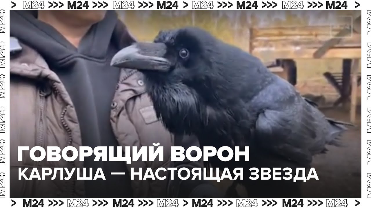Говорящий ворон Карлуша — настоящая звезда кино и соцсетей 🐦🎬