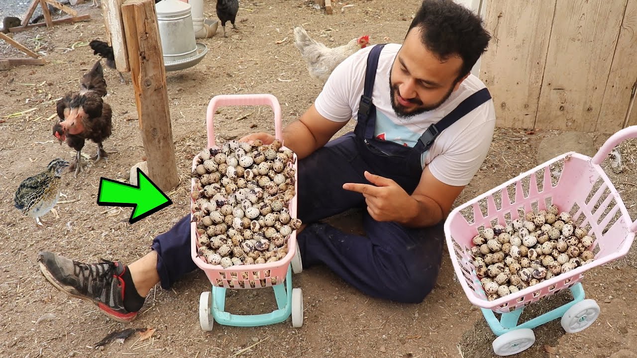 10 gün bıldırcın yumurtaları toplamadım yumurtaları yemişler