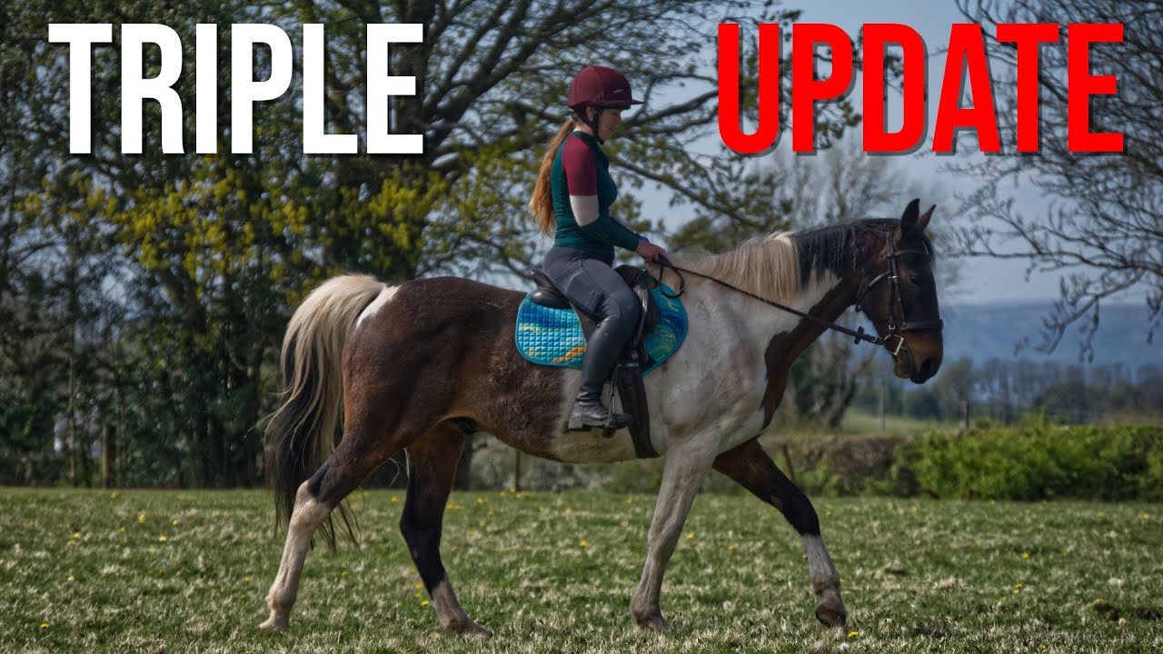 Horse Training Progress || First Lorry Trip, Riding in Company & Hacking Away from Home!