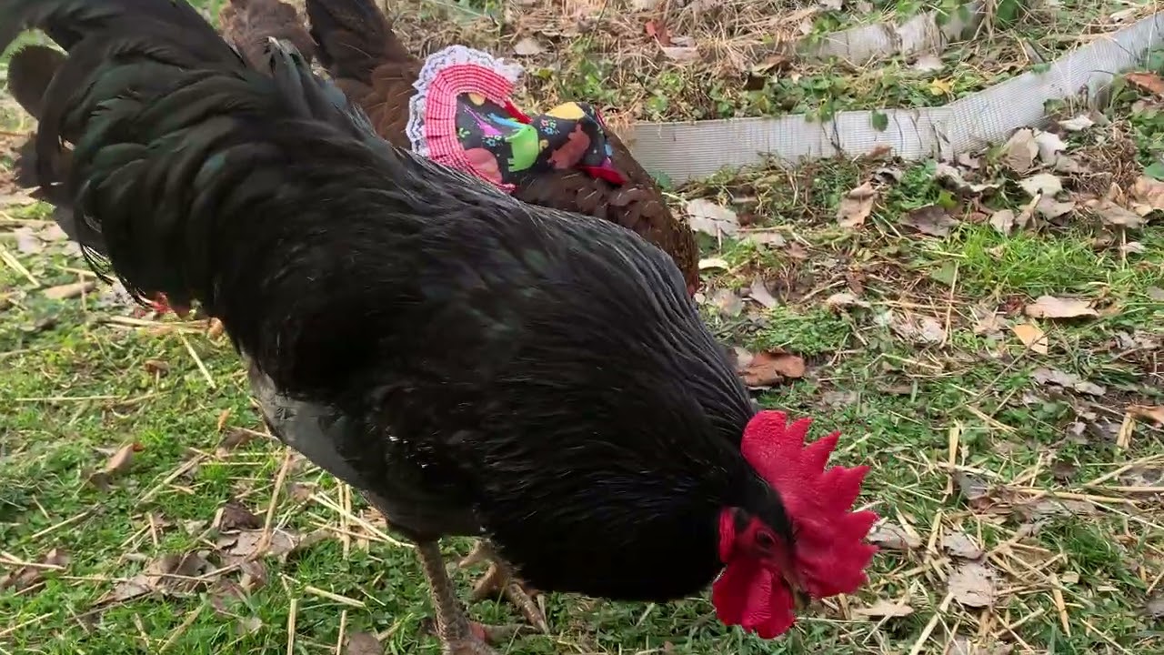 A poultry day free ranging