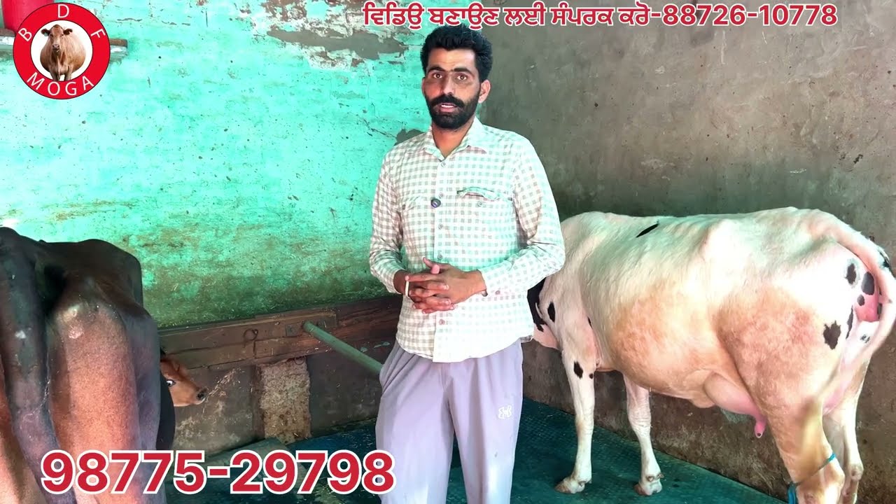 2 ਸੂਈਆਂ ਵਹਿੜਾ 🔥1 ਗੱਬਣ ਵਹਿੜ 🔥1 ਲੇਜ਼ਰ ਲੈਵਲ ਕੁਰਾਹਾ ਵਿਕਾਊ-3 cow for sale #brardairyfarmmoga 