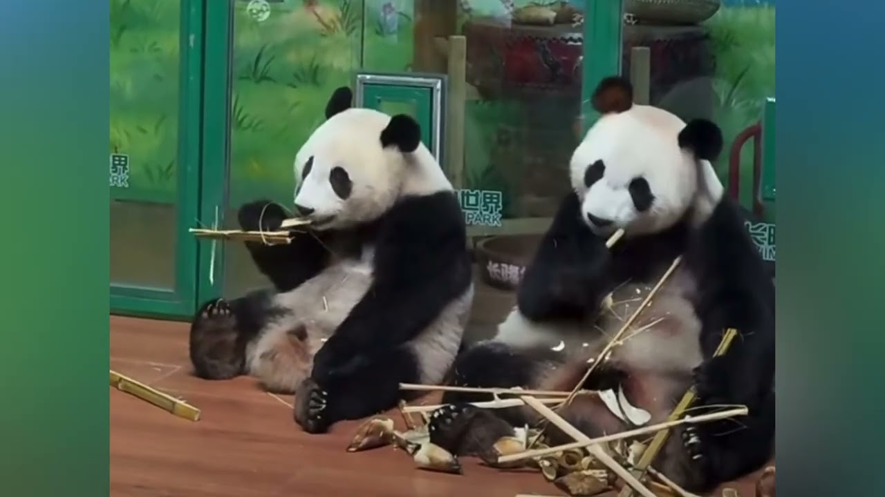 妹珠看到媽媽在產房加餐，跑過去跟媽媽一齊吃飯，萌萌在妹珠身邊做青團#panda  #cutepanda #熊貓妹珠 #熊貓妹豬