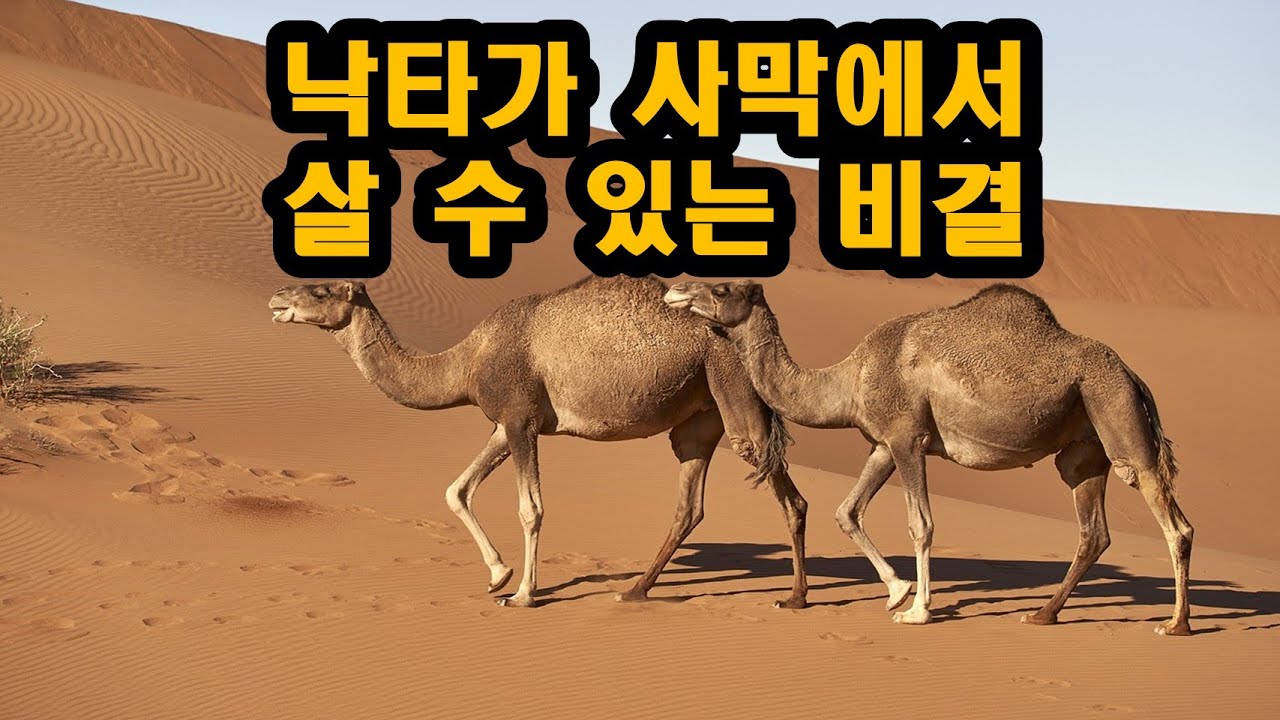 낙타가 사막에서 살 수 있는 비결은? -초등학교 3학년 2학기 과학(동물의 생활)
