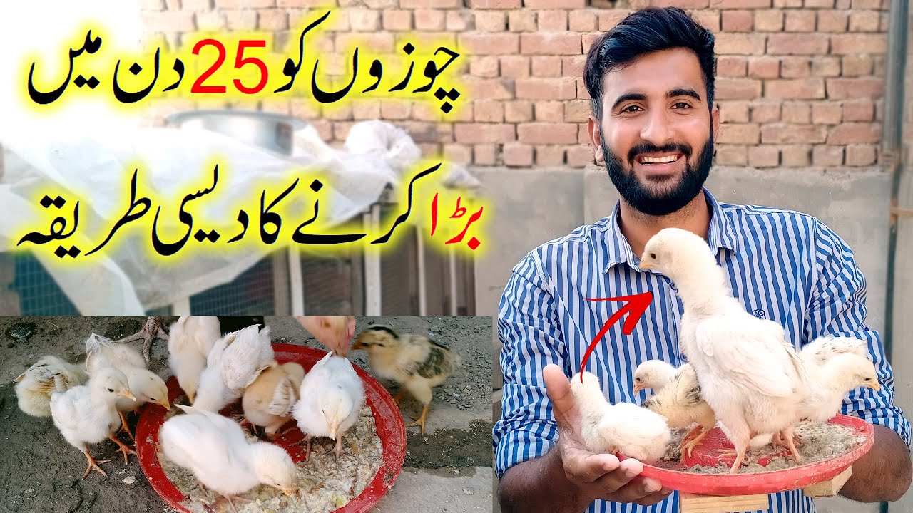 How to increase Chicks Weight Faster||Fast Grow Tips for Chicken's baby|Summer feed For Hen