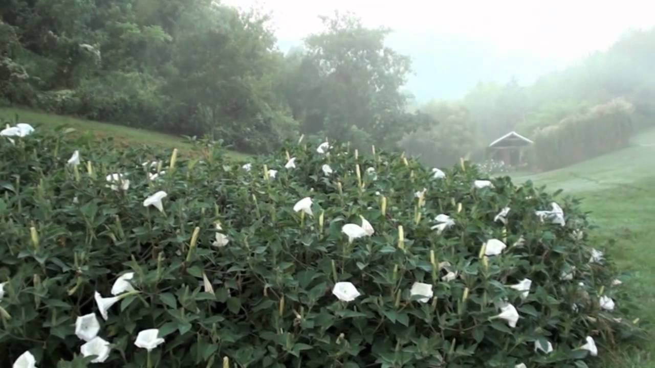 The BIG Datura inoxia Patch