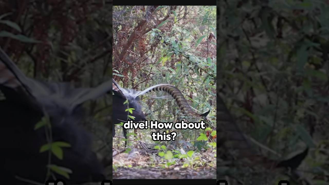 5 Fascinating Facts About Birds #survival #top5 #nature #naturelovers #viral