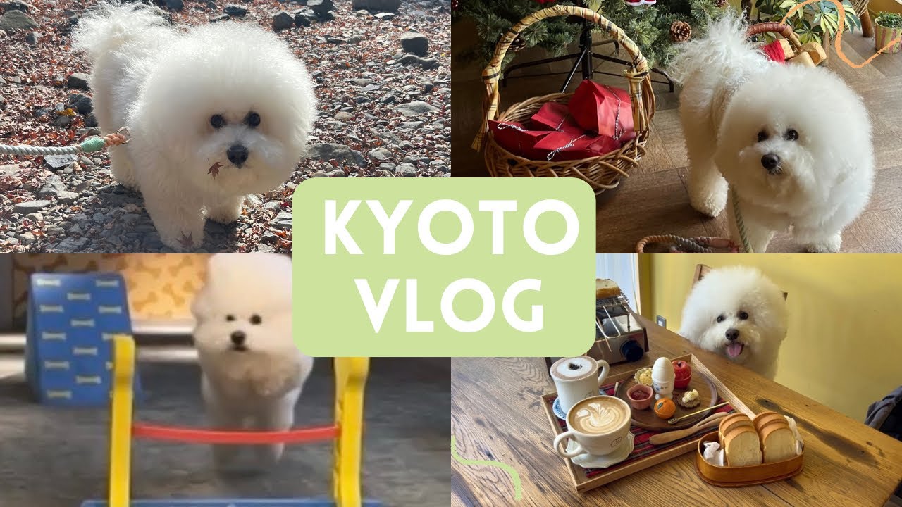 【犬とお出かけ】お餅くんと京都旅行したら幸せすぎた…🐶