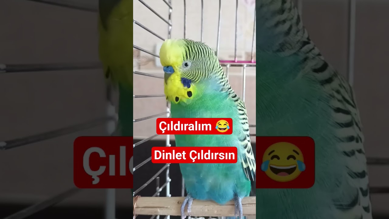 Muhabbet Kuşu sesi , Muhabbet Kuşu &Ccedil;ağırma sesi , Muhabbet kuşu Ele alıştırma  #muhabbetkuşu