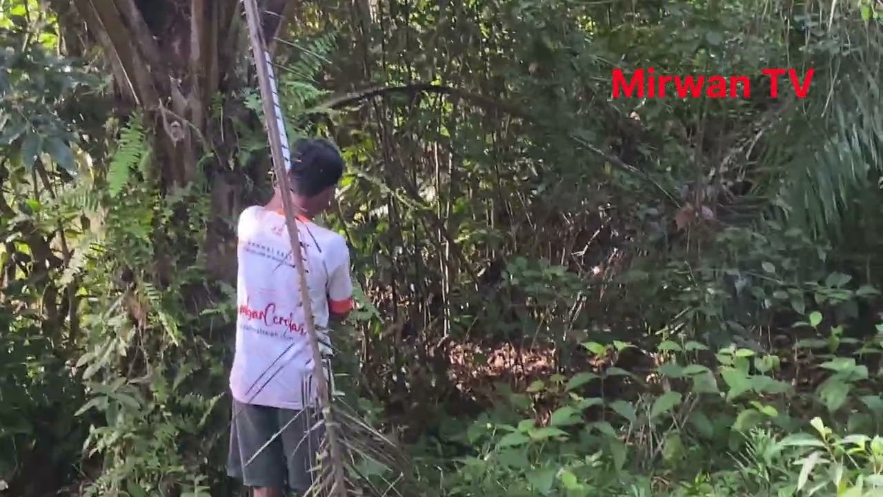 Proses panen TBS 