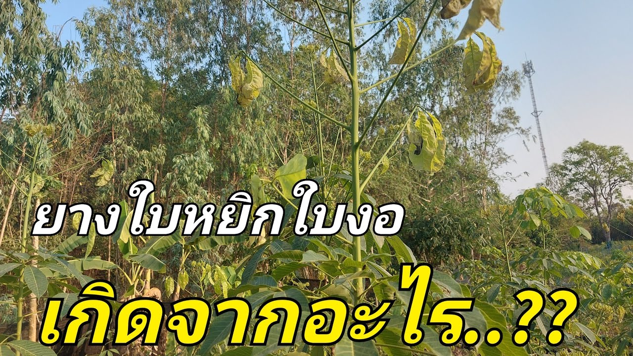 ยางใบหยิกใบงอ แก้อย่างไร I DEAW CHANNEL