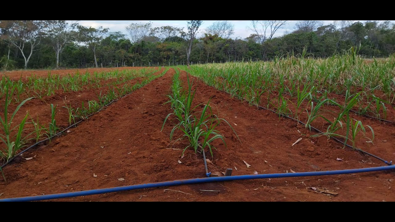 IRRIGAÇÃO POR GOTEJAMENTO DO BRS CAPIAÇU AGORA POSSO FALAR COM MAIS AUTORIDADE!