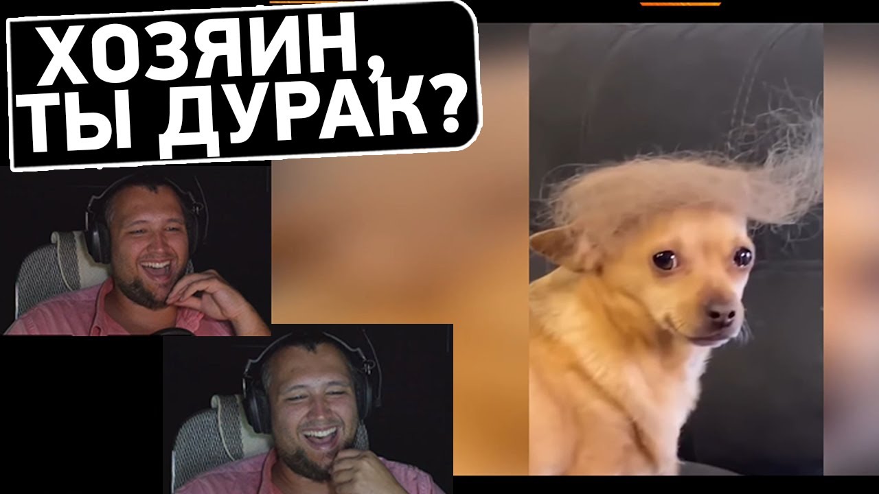 СОБАКА - ТРАМП • Дезертод смотрит Союз Смеха 😂