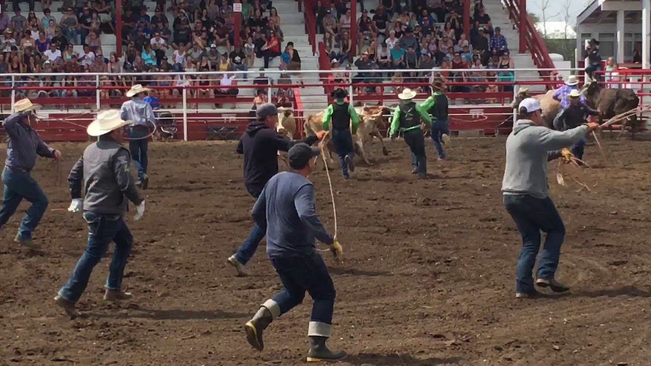 Wild cow milking
