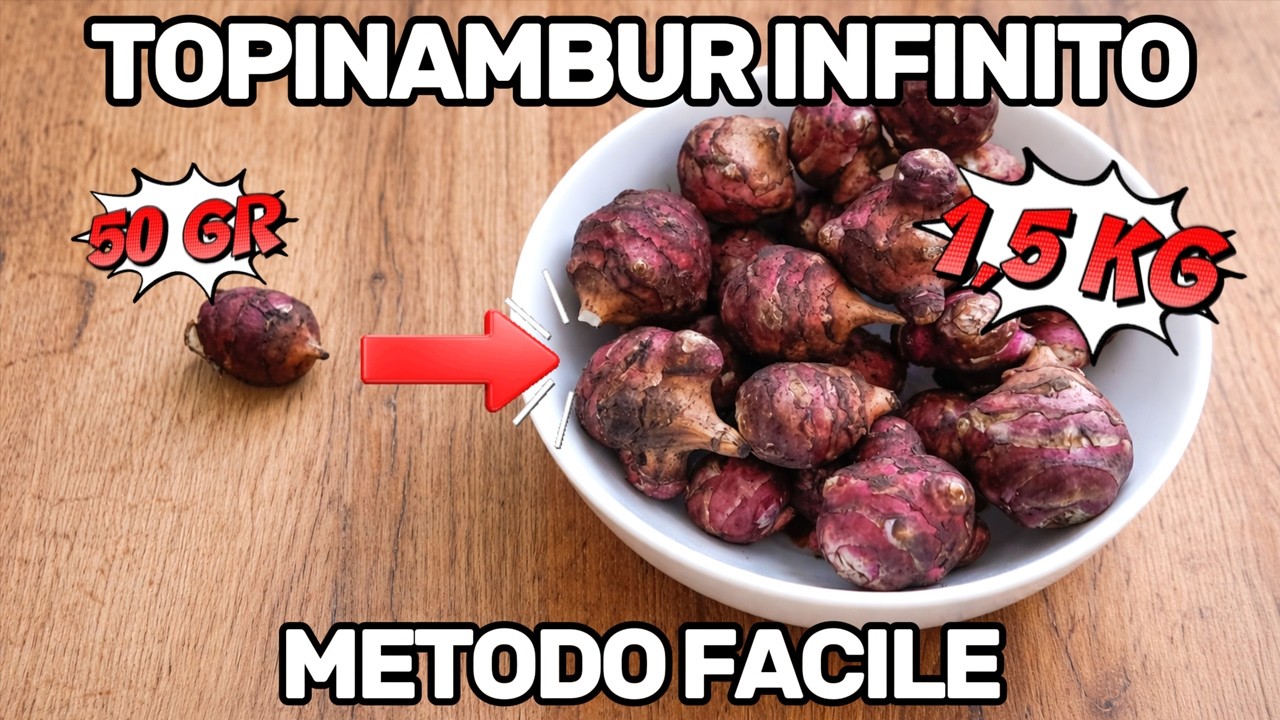 Come MOLTIPLICARE il TOPINAMBUR sul balcone a costo zero