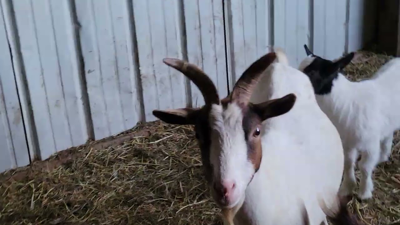 Talking about Breed differences in some of our goats