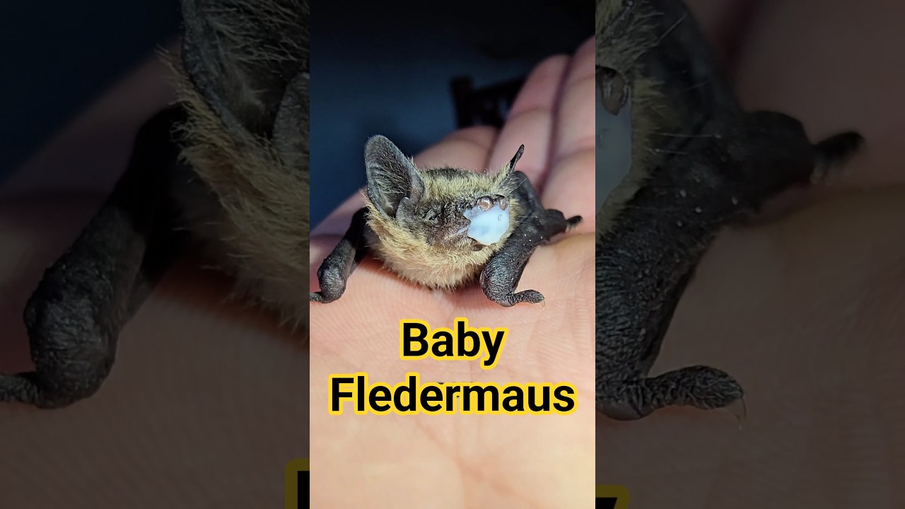 Baby Fledermaus gefunden! Was jetzt?! 🤷🏻&zwj;♂️🤔 #fledermaus #natur #golddoktor