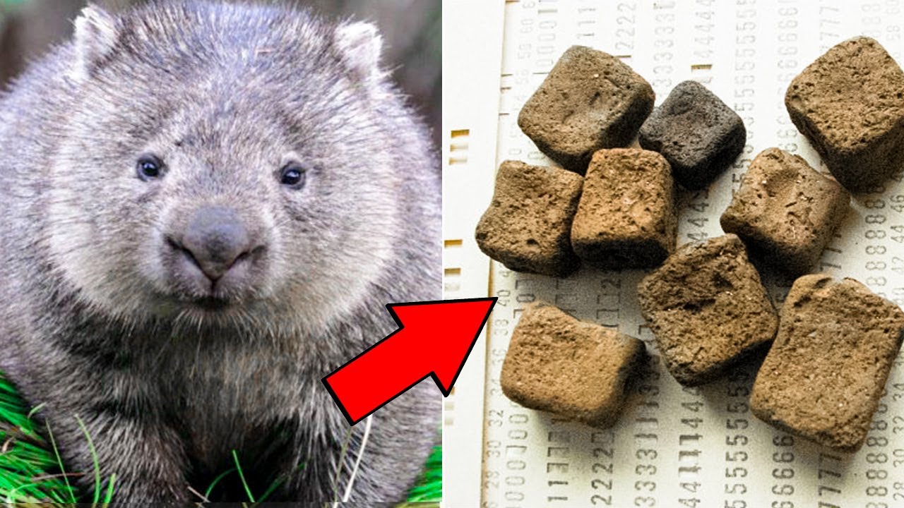 Proč má Vombat Hranaté Bobky ?
