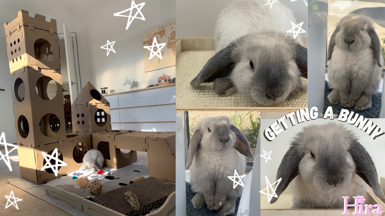 Getting a NEW pet *RABBIT 🐰 2020