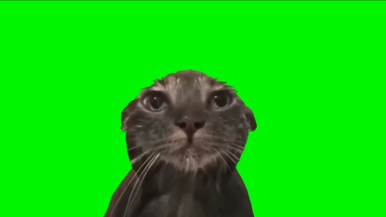 ［虚無猫 素材］個人的に一番好きな猫ミーム