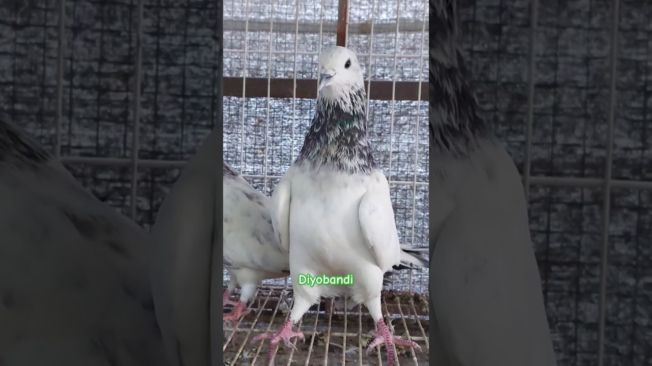 #O3142O94272 -- Diyobandi Kabootar | Jungle Spirit Farm Multan #shebishokeen #pakpetzone