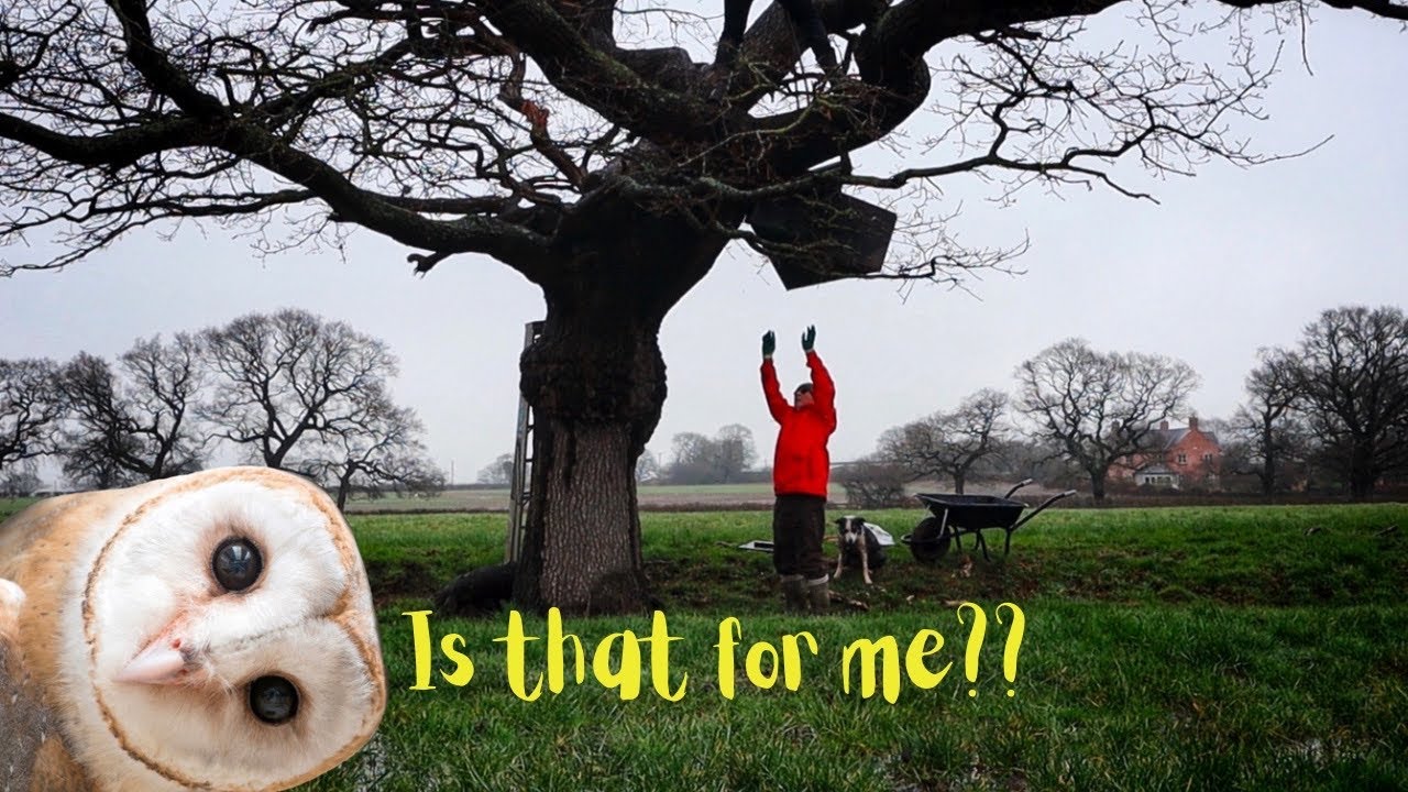 Putting up a Barn Owl Box. Not a Narrowboat vlog