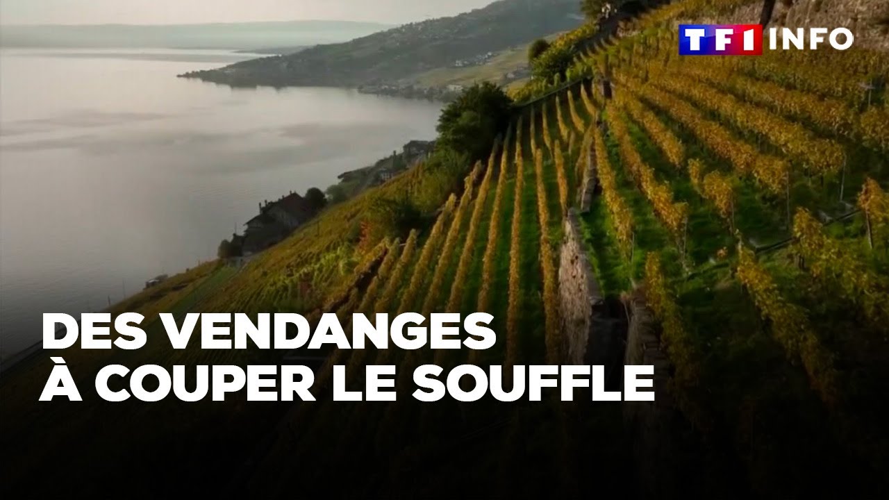 Vendanges : tyrolienne, hélicoptère... quand ramasser le raisin est un défi extrême
