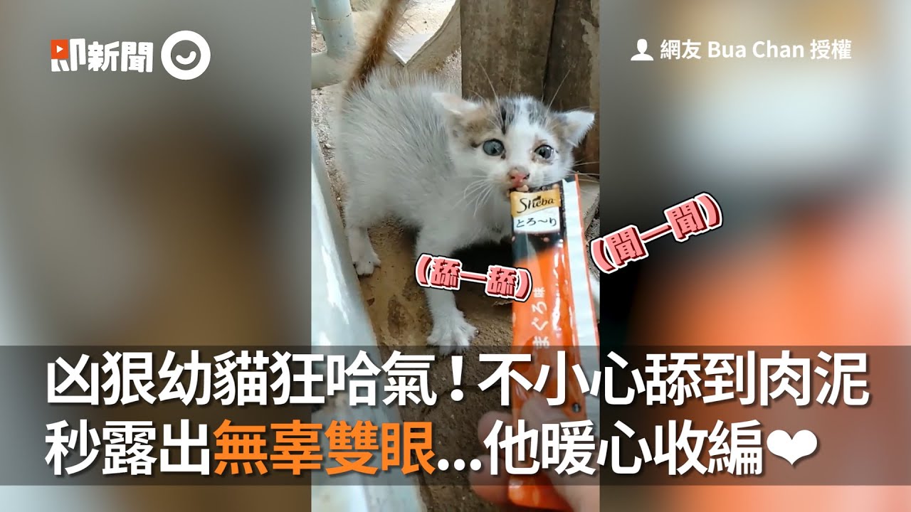 凶狠幼貓狂哈氣！不小心舔到肉泥　秒露出無辜雙眼...他暖心收編❤│寵物│貓咪｜猫｜ねこ│Pet│Cat│Kitten