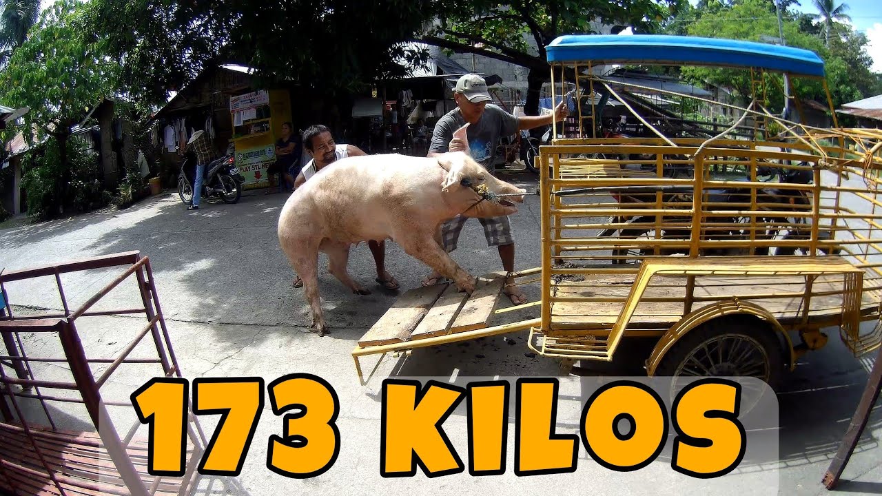 Ang pag benta ng aking baboy subrang mura