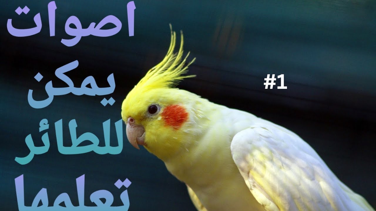 صوت يمكن للطائر تعلمها #1