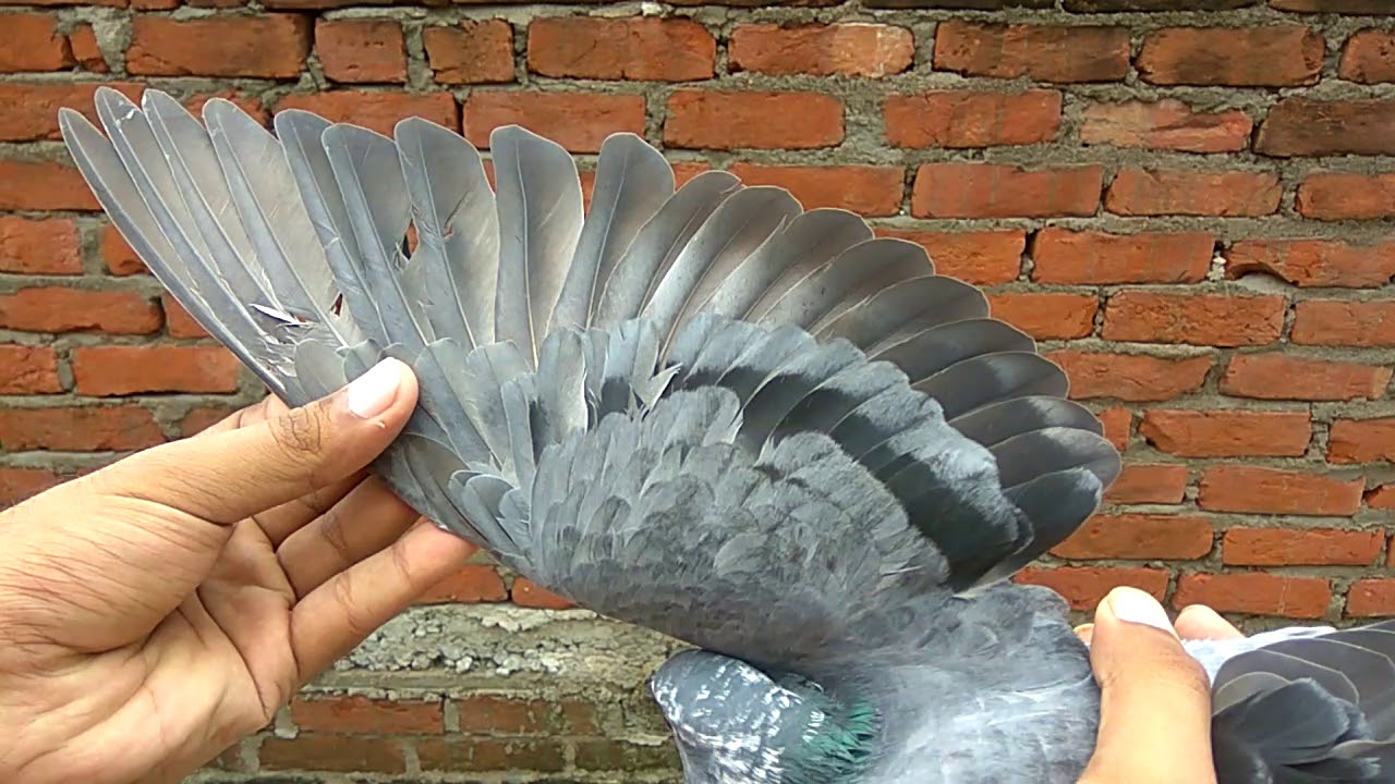 Lucknowi kabutar