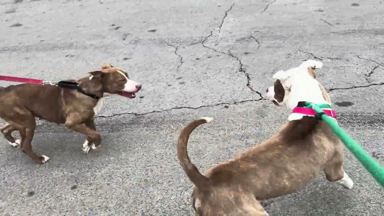 Munchkin and Shugga leashed meet
