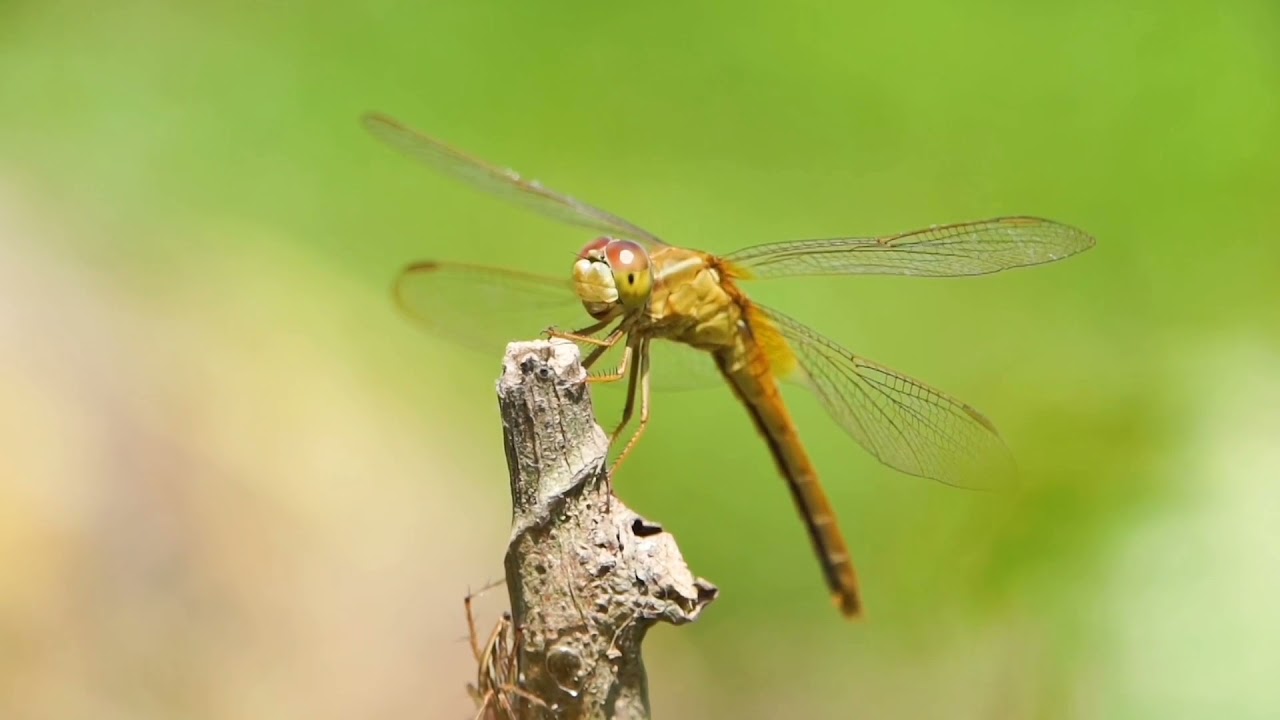 World Most Beautiful Dragonfly & Nature beauty 4K Ultra