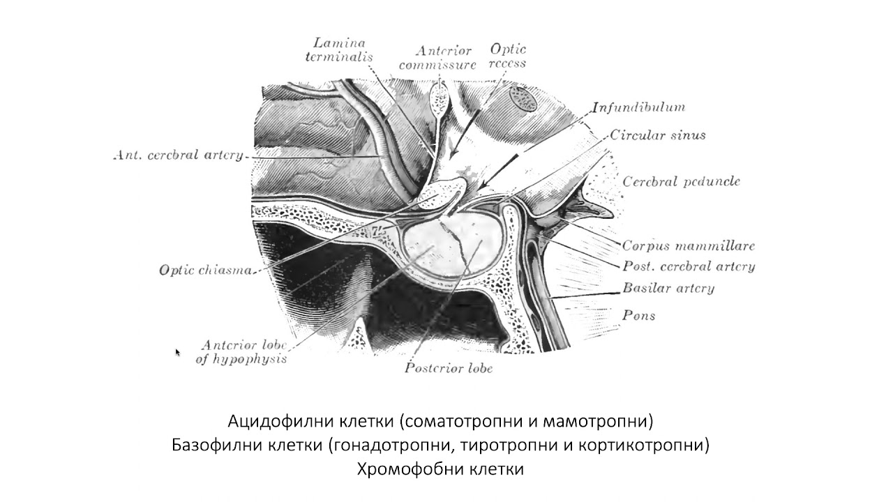 Хипофиза – Hypophysis (11:43) ┃teoriyata.com
