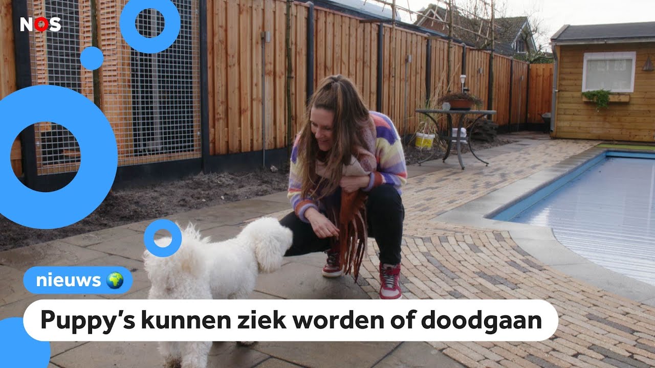 Veel hondenverkopers gaan slecht met puppy's om