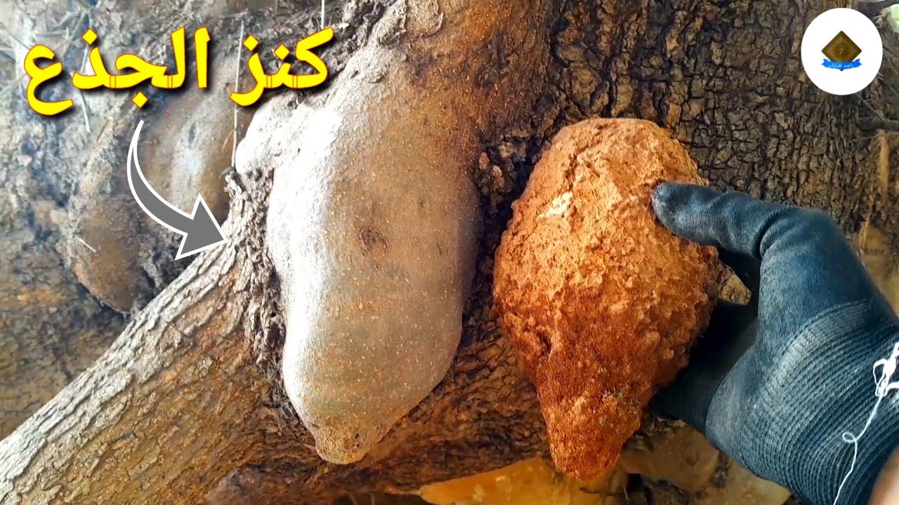 العثور على جرة مال أسفل جذع شجرة معمرة مع إشارة غريبة جداTreasure hunters