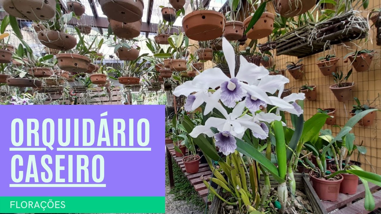 ORQUIDÁRIO CASEIRO - FLORAÇÕES
