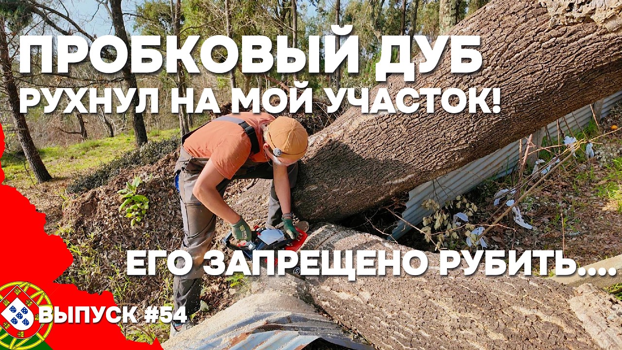 Ураган повалил дуб на мой участок в Португалии. Дерево под защитой | Дом в Португалии. Выпуск 54