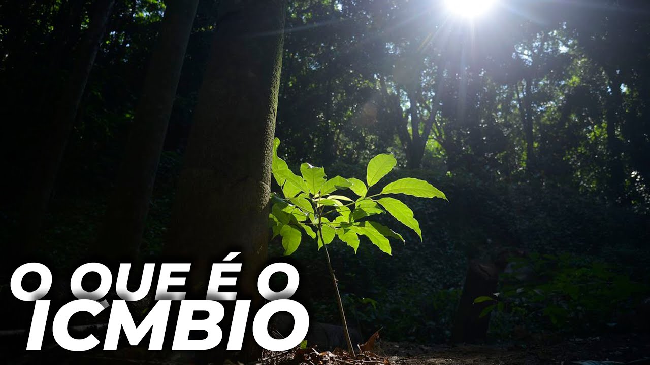 ICMBIO: O QUE FAZ O ÓRGÃO ATACADO POR JAIR BOLSONARO