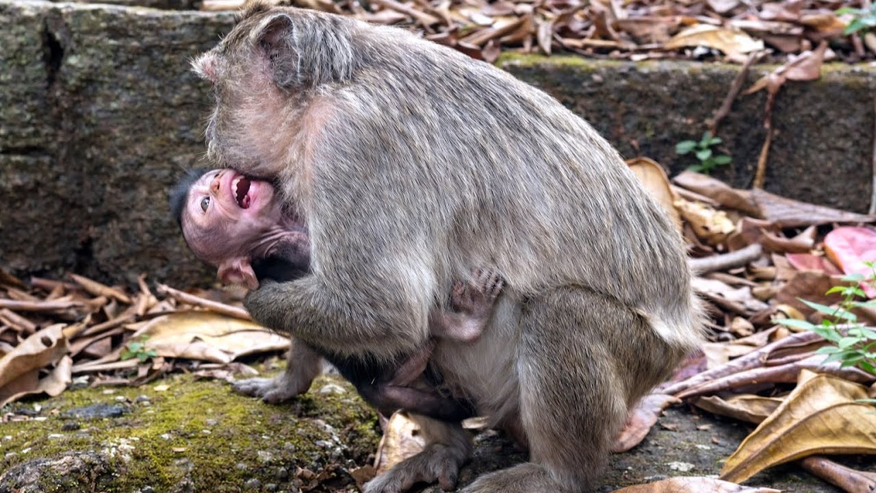 Very Pity ! Baby Monkey is very hungry milk & cries asking her mother for milk while his mom hungry