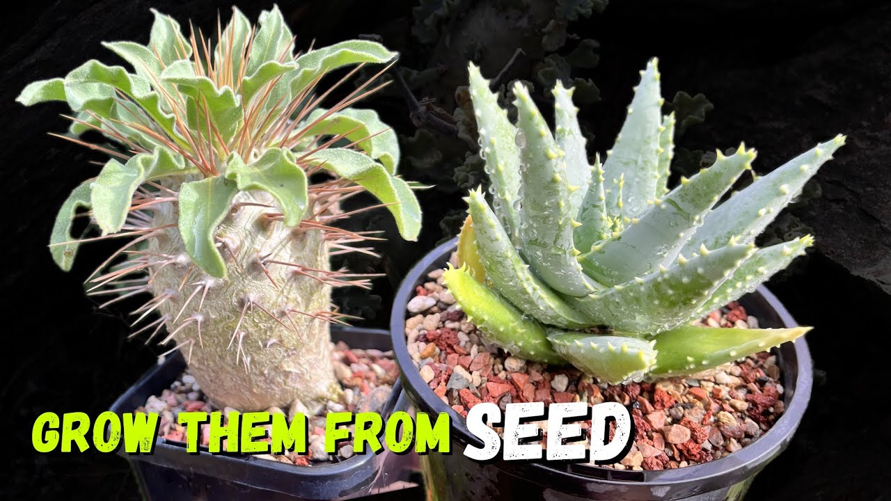 How to raise winter growing succulent and caudex plants from seed - the Arid Zine method