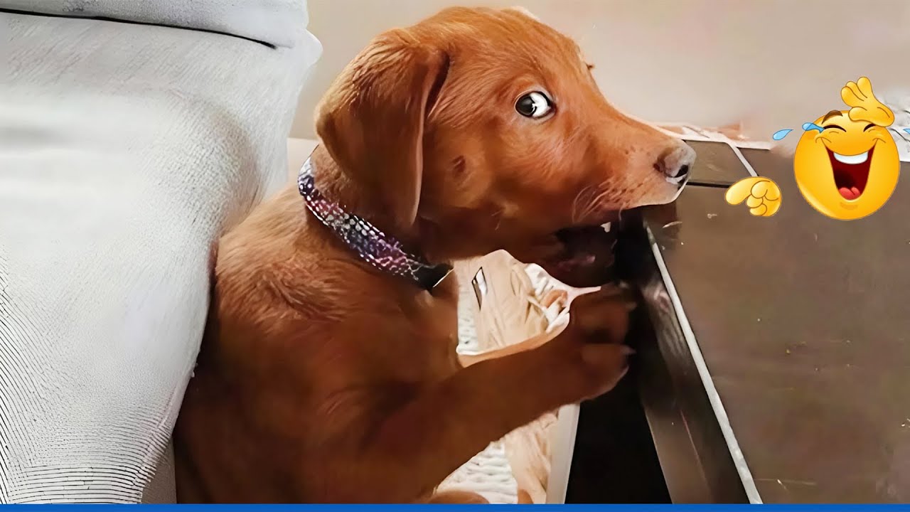 You Will Die Laughing At These Dogs 😹🐶 Funniest Cat & Dog Moments Ever Recorded 🤣