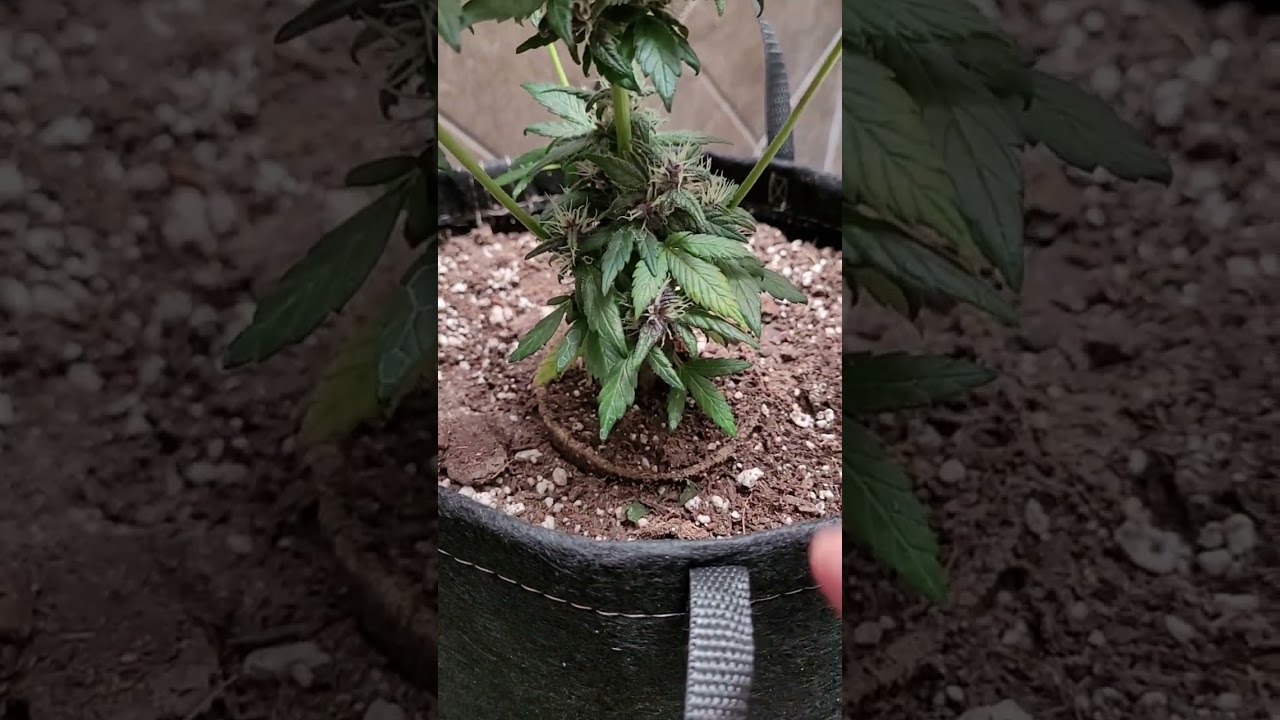 Stunted Autoflower