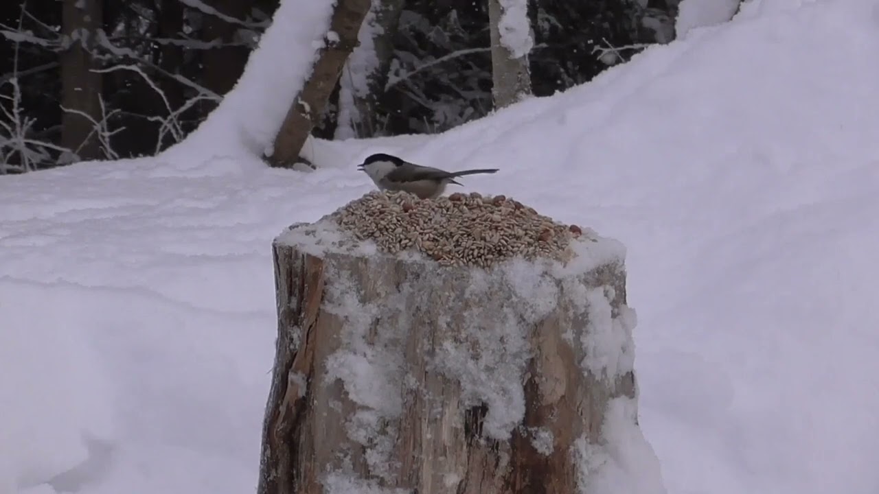 GREAT TIT, WILLOW TIT AND COAL TIT. KJØTTMEIS, GRANMEIS OG SVARTMEIS. JANUARY 9. NORWAY. 