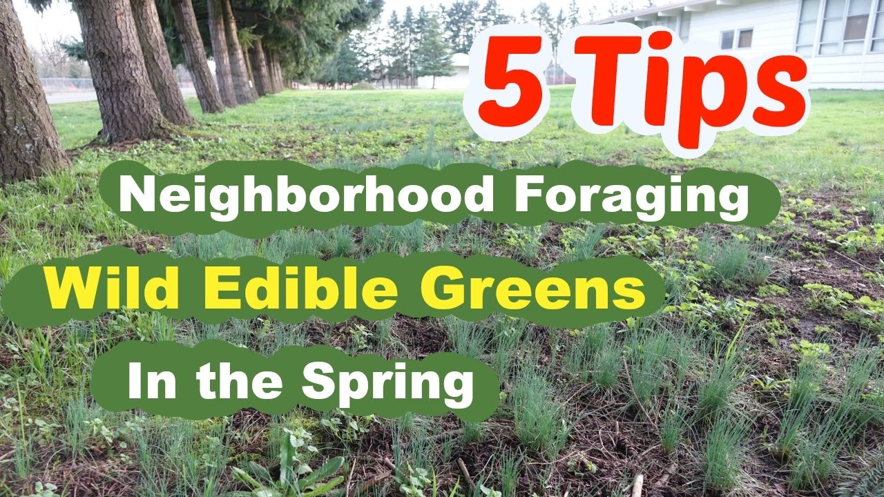 5 Tips for Foraging Wild Edible Weeds in Your Neighborhood in the Spring