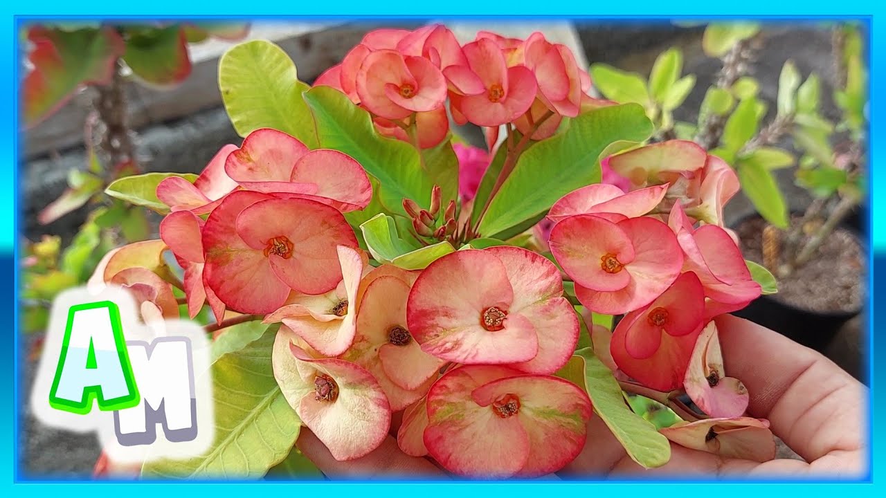 IDENTIFICANDO MAS DE 20 CORONAS  DE CRISTO DIFERENTES CON SUS NOMBRES | VINO TINTO | CROWN OF THORNS