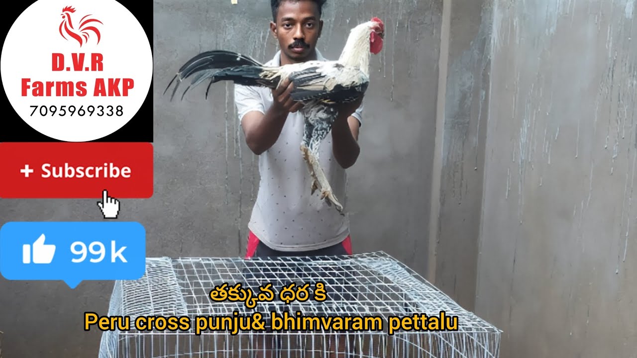 పెరూ క్రాస్ కోడిపుంజు & భీమవరం పెట్టేలు for sale #foryou #youtubevideo #forsale 